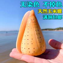 Yellow corn snail natural shell conch corn Cono snail fish tank landscape aquarium decoration Mediterranean style ornaments