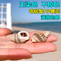 Natural conch shell scallop fish hermit crab spare replacement special shell woven snail fish tank landscaping decoration ornaments