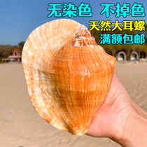 Special Buddhas Natural Oversized Sea Snail Shells Large Earscrew Home Adornment Multi-Meat Flower Pot Home Pendulum