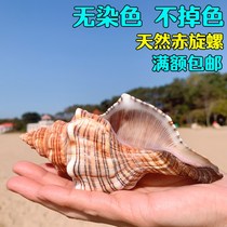 Red snail natural shell big conch shell fish tank decoration aquarium landscape seaside Mediterranean style ornaments