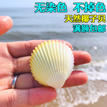 Coconut shell white coconut shell natural conch small shell fish tank decoration aquarium landscaping Mediterranean style ornaments