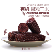 Melon home Organic Black glutinous corn hot sale 8 years of corn sticks without pesticide residues baby corn 8 with leather
