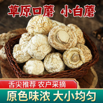 The mushroom mushroom mushroom mushroom mushroom mushroom mushroom mushroom mushroom mushroom mushroom mushroom mushroom mushroom 200g