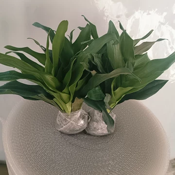 植物室内盆栽万年青-植物室内盆栽万年青促销价格、植物室内盆栽万年青