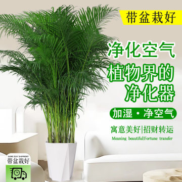 散尾葵大型盆栽-散尾葵大型盆栽促销价格、散尾葵大型盆栽品牌- 淘宝