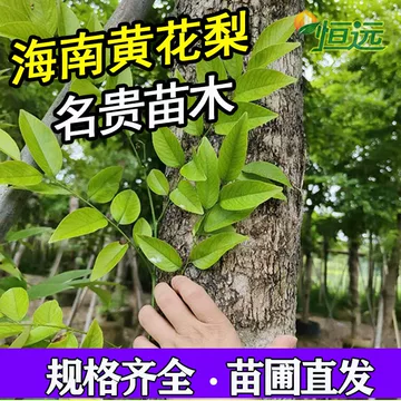 聞香・柬蒲寨産 根瘤黄花梨 聞香・柬蒲寨産 根瘤黄花梨