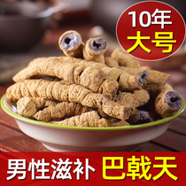 Morinda officinalis broiler intestines wind Phoenix root with cistanche cistanche Cyrina Epimedium soaking wine 500g