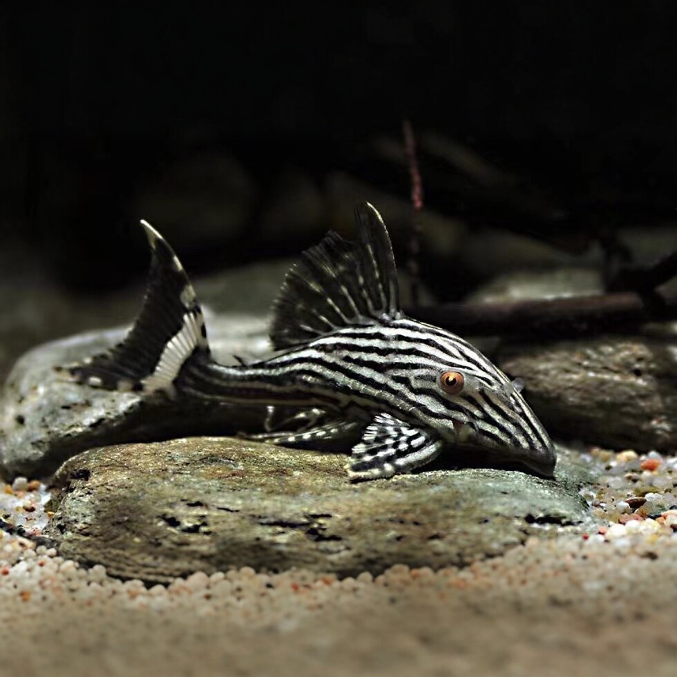 异形鱼-异形鱼促销价格、异形鱼品牌- 淘宝