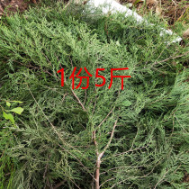 5kg Sichuan Suining wild cypress leaves fresh cypress branches smoked bacon sausage materials