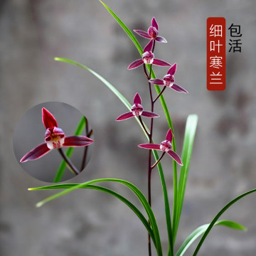 寒兰天香奇蝶兰花苗-寒兰天香奇蝶兰花苗促销价格、寒兰天香奇蝶兰花苗