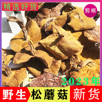 2023 Chengde Production Pine Mushrooms New Dry Goods Wild Northeast Sticky Group Edible Mushrooms Black Mushroom Pine Moth