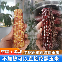 Xishuangbanna sweet corn vacuum instant Sweet glutinous corn cob Yunnan fresh pick sweet fruit black corn