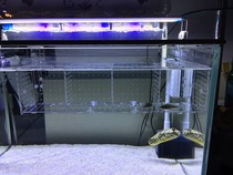 Fish tank isolation box acrylic isolation box aquarium small fish fry multi-grid 1MM round hole