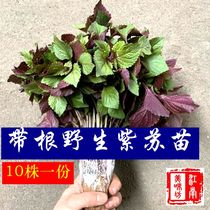 Wild perilla leaf seedlings Perilla edible spices Perilla seedlings Jiangsu Zhejiang Shanghai and Anhui Package Chengli buy three get one free