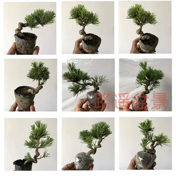 ピ*ピ様 日本の五針松小品 五针松精品盆栽-五针松精品盆栽促销价格、五针松精品盆栽品牌- 淘宝