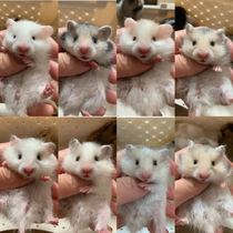 Family long hair golden silk bear hamster baby sterling silver eyeliner honey white bear tiger pattern