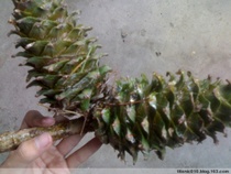 New Pine Tree Pine Red Pine Red Pine Red Pine Pine Northeast Fresh Pine