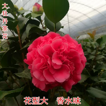 Amazon.com: 新版 茶道大辞典: 9784473036032: Kaisen Iguchi; SoÌ„koÌ„ Sue;  FukutaroÌ„ Nagashima; Hiroichi Tsutsui: 圖書