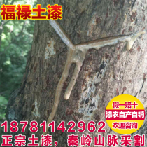 Shaanxi earth paint sumac tree cutting paint from sumac tree without adding fine filtration National paint raw paint 75 a catty