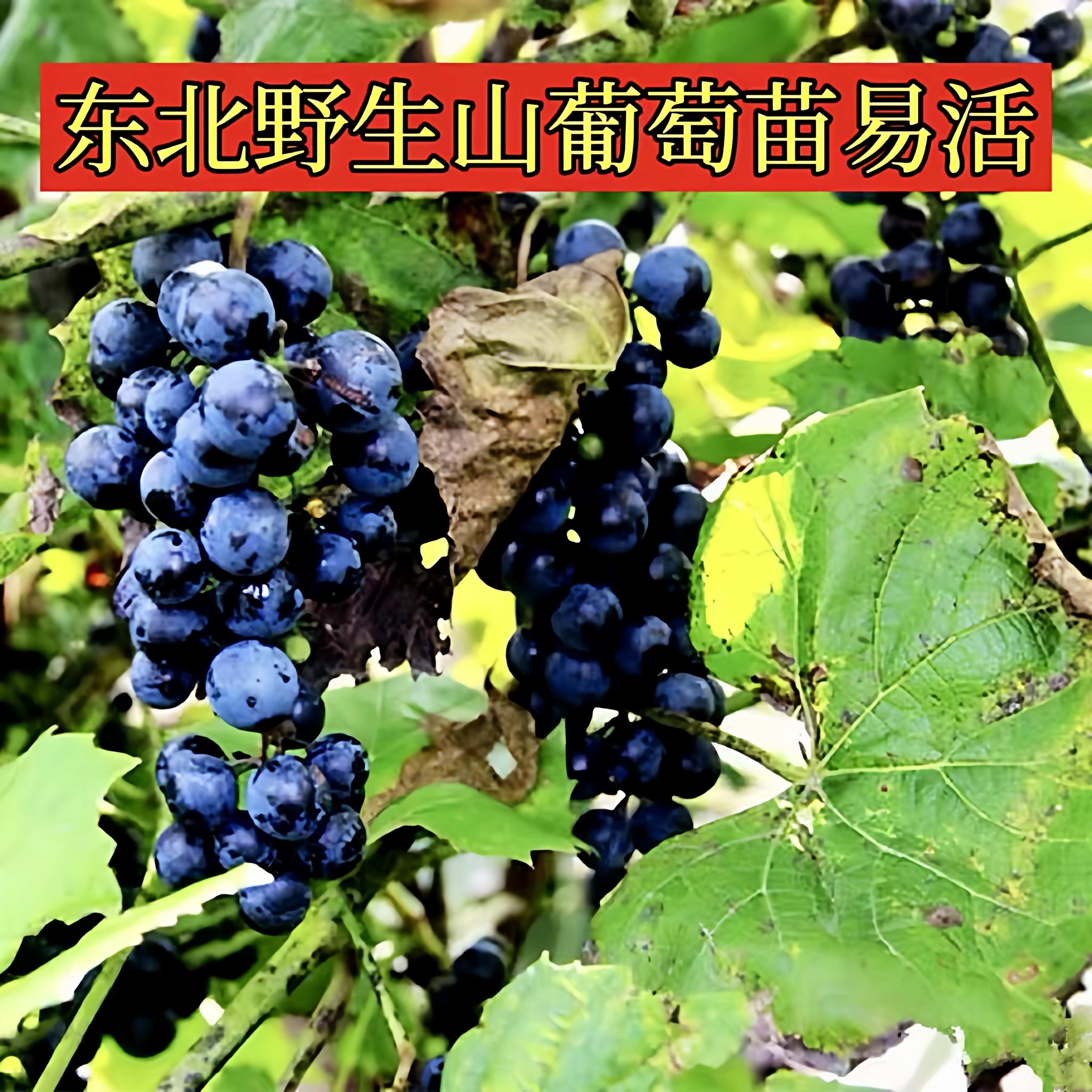 野葡萄苗-野葡萄苗促销价格、野葡萄苗品牌- 淘宝