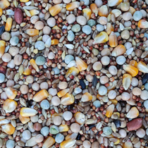 Pigeon grain 50kg corn Saifei Liang Deyi nutrition pigeon material Saixin ornamental meat pigeon food bird food