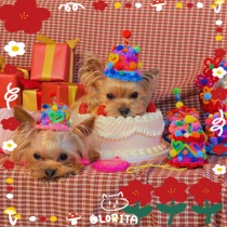 OwaBirth sound Ow Wow twist stick birthday hat original pet party owner Crown handmade