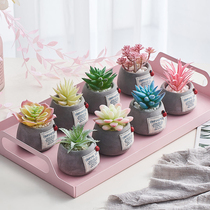 Nordic ins Wind mini simulation multi-meat potted creative indoor home desktop fake green plant decorations small ornaments