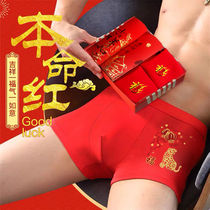 Bendies Underpants Male Modale Red Male Underpants Pure cotton Big size Great red mid-waist Mens flat corner tiger Year of the Tiger