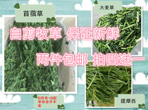 20 years of self-cutting and self-matching new grass high-quality green alfalfa rabbit Chinchilla Dutch pig green grass hay forage