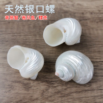 Natural Sea Snail Shells White Peeled Silver Mouth Snail Sustena Crab Replacement Shell Roll Befish Nest Fish Tank Water Ethnic Group View Decoration