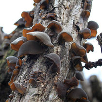 Basswood black fungus autumn ear Changbai mountain super black fungus small Bowl ear dry goods 250g wild mountain goods