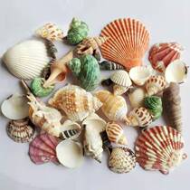 Natural shell conch sea star fish tank landscaping handmade diy set decoration photo background toy small gift