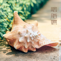Natural Rouge conch shell Queen Phoenix snail creative home furnishings model room decoration fish tank landscaping