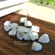 Conch shell care shell 0 7-1 cm 80 home floor wall stickers arrangement
