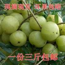  Spot pick Chaoshan specialty fresh Yu Ganzi Yunnan Olive oil Ganzi Beef Gan Fruit oil Citrus 1500g