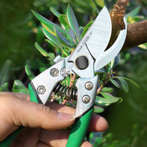 Old A Professional Landscaped Garden Scissors Graft Gardener Edgine Cut Flowers Branches Fruit Branches Fruit Branches Cut Flowers Scissors Pruner Scissors