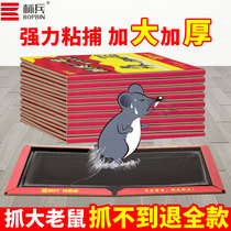 Standard soldier mouse paste strong mouse plate catch big mouse glue mouse artifact thickened a nest end