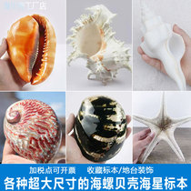 Super-large natural sea snail shell sea star specimen ground floor decoration pendulum marine life collection rare name snail