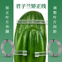 Clivia correction line blade corrector transparent straightening belt plastic repair type special clip repair clamp