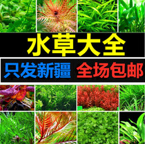 Xinjiang ornamental crazy water grass green court-level centipede crown Freshwater Moss dwarf pearl grass carp tank novice
