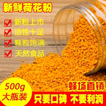 2021 fresh lotus pollen natural bee pollen farmhouse edible Lotus pollen pure unbroken wall 500g