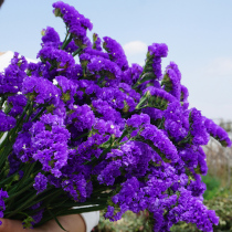 Family simple home bedroom forget-me-not dried flower Yunnan bouquet real flower home living room decoration flower arrangement