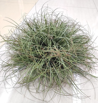 Simulation of small grass ground fur straw gold silk mosagrass Phay to decorate with fine foliage grass stacking straw heaps of grass