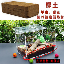 Beetle climbing and spotting to be a worm rearing box cushion material