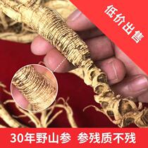 Ginsenoside rich 30 years wild ginseng residual ginseng root ginseng Laoshan ginseng wild ginseng soaking wine