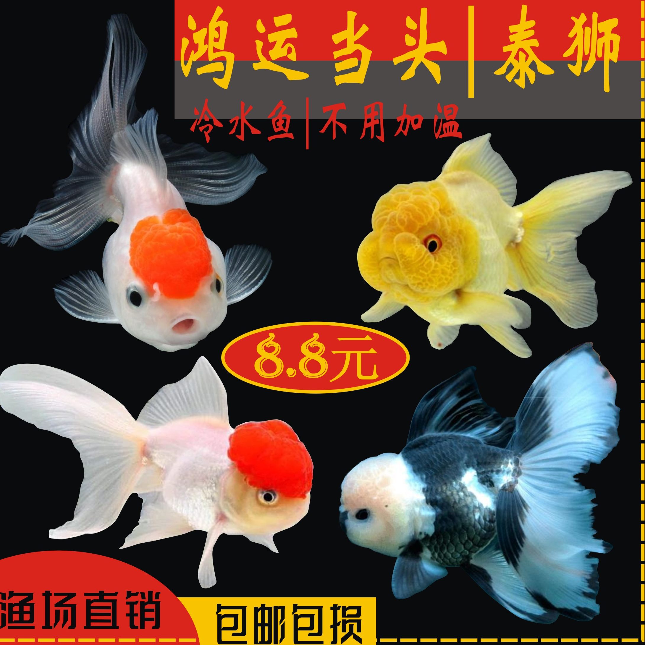 丹顶红狮子头鱼-丹顶红狮子头鱼促销价格、丹顶红狮子头鱼品牌- 淘宝