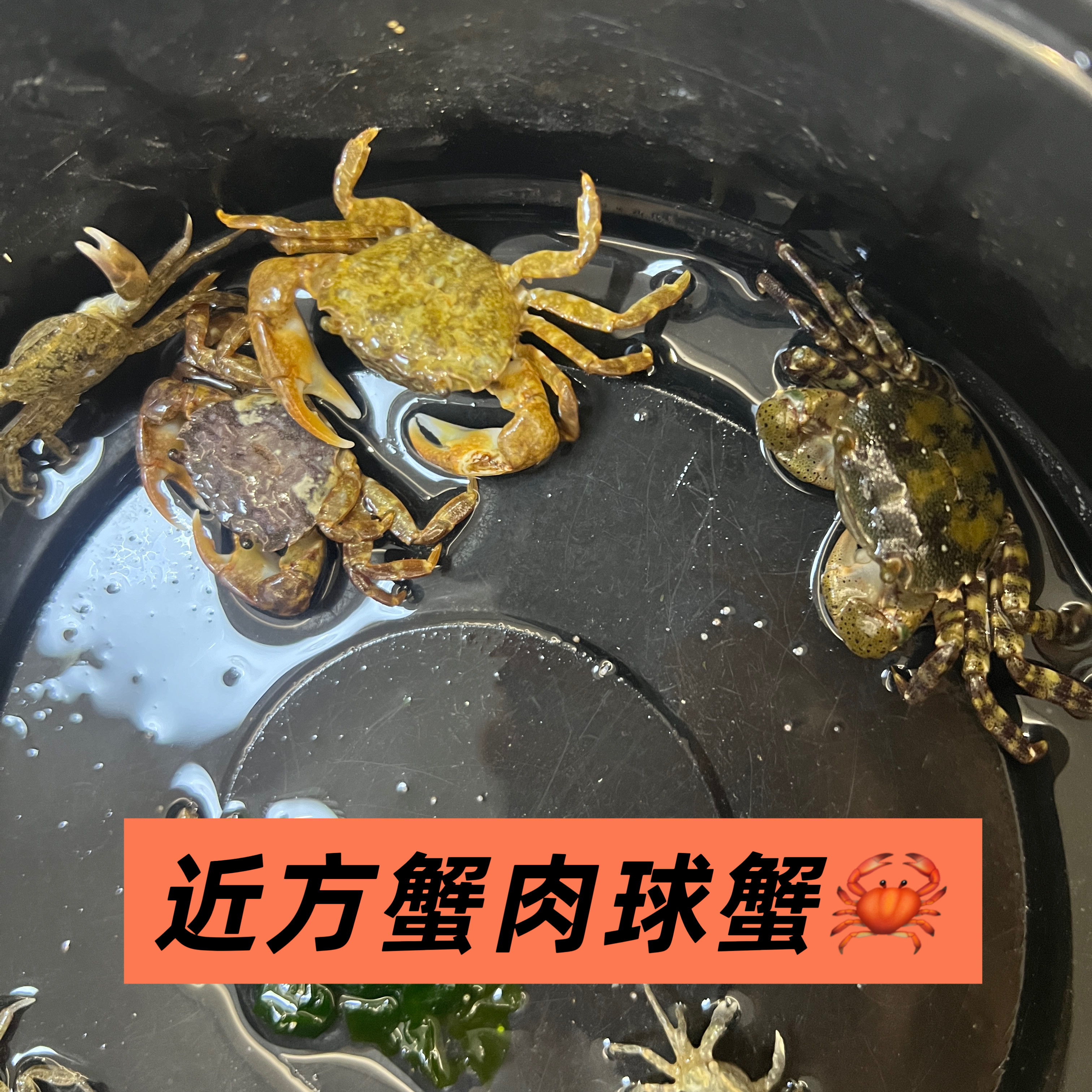 石头蟹-石头蟹促销价格、石头蟹品牌- 淘宝