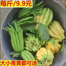 Bergamot fresh fresh raw material bergamot 3kg Citron bergamot fresh fruit five-finger orange farmer self-planting