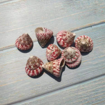 Pagoda snail Natural conch shell Red tower snail Hermit crab Aquarium fish tank landscaping creative ornaments crafts collection