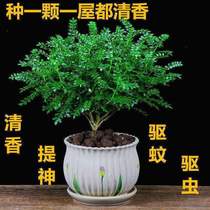 Mosquito repellent Insect repellent Fragrant wood potted green plants Indoor four seasons evergreen Clean air Bonsai Mosquito repellent flowers